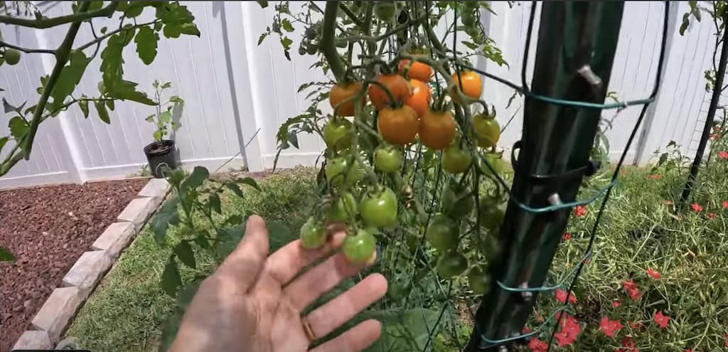 Honeycomb Hybrid Tomato